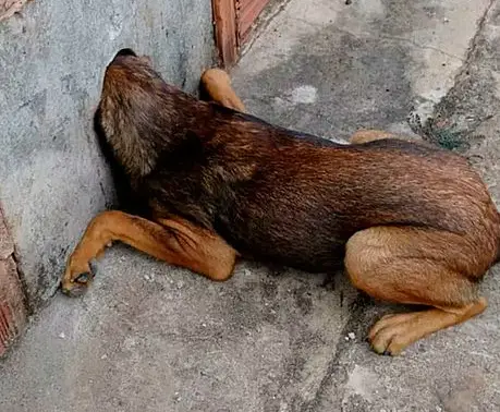 Bombeiros resgatam cachorro com cabeça entalada em muro em SP