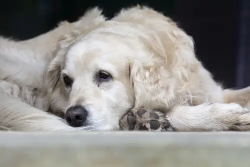 4 sinais de que seu cachorro pode estar com demência.