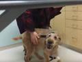 Cachorro cego obtém cirurgia para que ele possa ver – milhões de pessoas já se apaixonaram por sua reação.