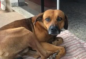 Cachorro Espera o Dono Em Frente Do Hospital Em Que Ele Faleceu.