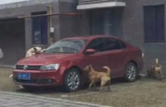 Cachorro agredido volta com seus amigos canino e destroem carro.