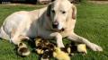 Cachorro adota filhotes de pato abandonados na Inglaterra.