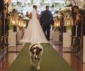 Cachorro 'católico' vai a procissão, participa de missa e casamento e faz sucesso nas redes sociais em MG.