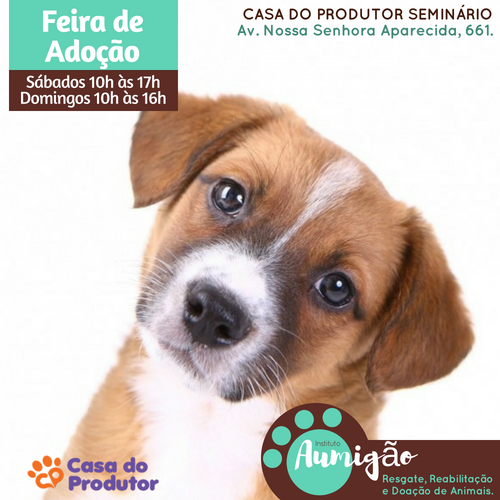 Feira e evento de adoção de cachorros e gatos - Feira de Adoção de Animais em Curitiba: Encontre seu Novo Amigo! em Paraná - Curitiba
