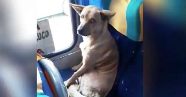 Filhote de cachorro sobe no ônibus sozinho e senta-se como uma pequena pessoa.
