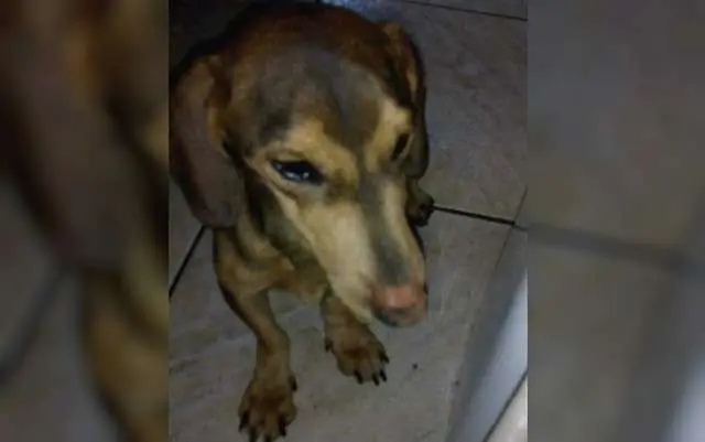 Cachorro é resgatado desnutrido e sem andar após família se mudar de casa e abandoná-lo, em Goiânia.