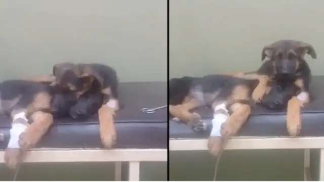 Cachorrinho conforta irmã doente durante seu tratamento no veterinário.