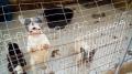 Mais de 140 cães explorados para venda são resgatados após maus-tratos.