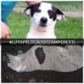Cãozinho brutalmente morto após agressão no Parque Zamperetti gera revolta nas redes sociais.