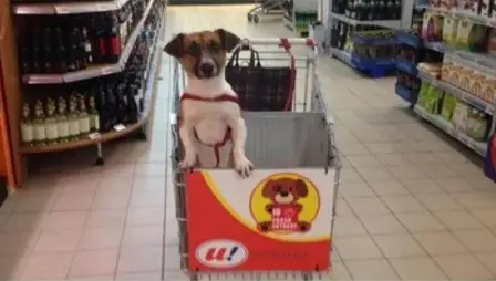 Mercadinho cria carrinho especial para cães acompanharem donos em compras.
