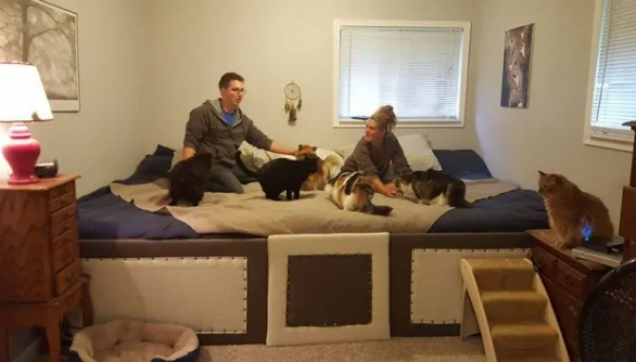 Casal cria enorme cama de 7m² para dormir com seus 5 gatos e 2 cachorros.