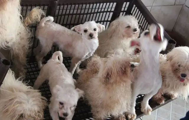 Mais de 100 cães maltês e yorkshire são resgatados de canil clandestino em SP.