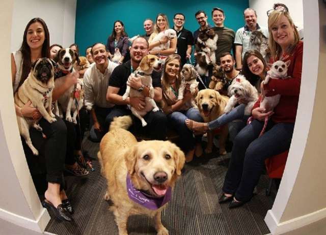 Empresa cria “dia do cachorro” para funcionários levarem seu pets para o escritório.