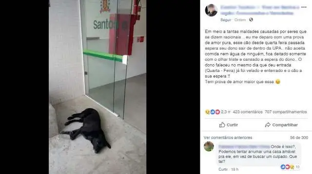 Cachorro ‘acampa’ em hospital de SP à espera de dono que morreu há 3 dias.