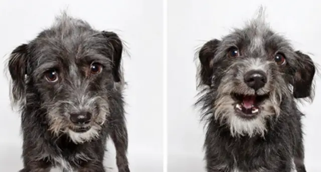Abrigo elabora ensaio fotográfico super fofo para que seus cachorros encontrem um novo lar.