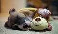Quando estão dormindo os cachorros sonham com seus donos, diz cientista.