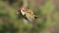 Fotógrafo flagra furão voando de carona em pica-pau.