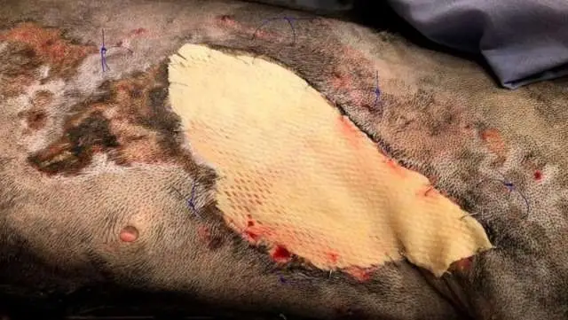 Enxerto de pele de peixe ajuda salvar vida de uma cachorrinha queimada nos EUA