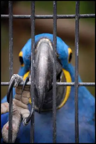 Índia proíbe pássaros em gaiolas em decisão histórica