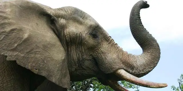 Vitórias histórica para os Elefantes! China fecha fábricas e lojas de marfim