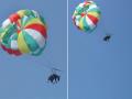 Polícia encontra burro forçado a voar de parapente