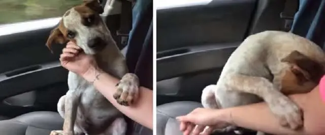 Cachorro agradece por ser resgatado e mulher se emociona