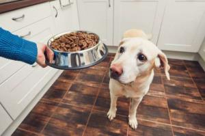 Carnes suculentas?! Embalagens de ração “iludem” donos de cães e gatos