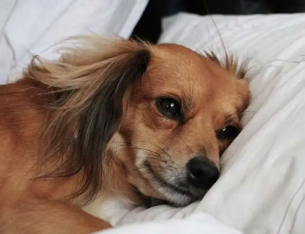 Antes de dormir, seu cachorro também fica "preocupado" com os problemas do dia