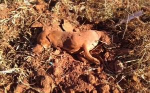 Cachorro é encontrado 'enterrado vivo' dentro de buraco em mata de Catalão