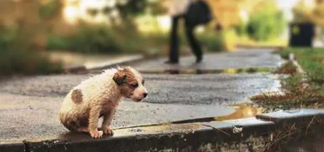 Prefeitura de Quinta do Sol dá desconto de 30% a 50% no IPTU para quem adotar cachorro de rua