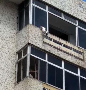 Cadela fica pendurada no último andar de prédio e é salva por lona improvisada após queda da janela em Fortaleza