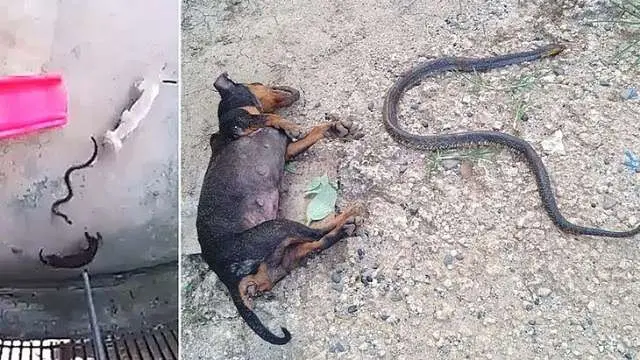 Vídeo: Cachorro se sacrifica e salva bebê de 1 ano de cobra venenosa