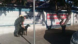 Cachorro que sofria maus-tratos é resgatado e dona recebe multa de R$ 3.000 em Caraguá
