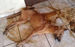 Mulher é multada em R$ 6 mil após cachorro morrer por falta de alimentação