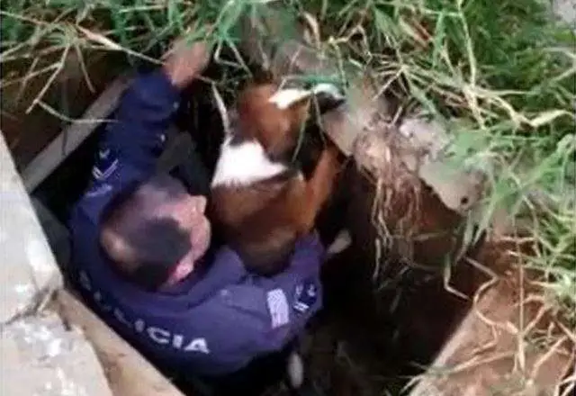 Cachorro é resgatado por policial após cair em boca de lobo em Sorocaba