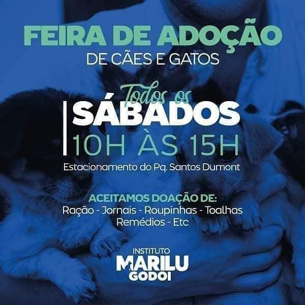 Feira e evento de adoção de cachorros e gatos em São José dos Campos - São Paulo