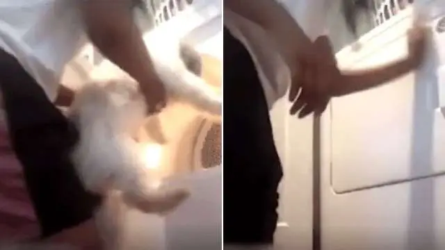Por curtidas, jovem joga cachorro em máquina de secar roupa