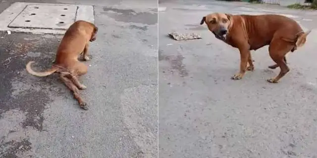 VÍDEO: Cachorro de rua 