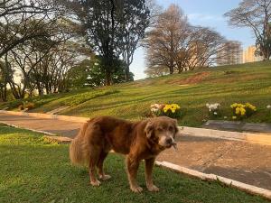 Cachorro mora no Cemitério da Saudade onde dona está sepultada há 10 anos