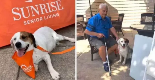 Um dia antes de ser sacrificada, lar de idosos adota cachorrinha