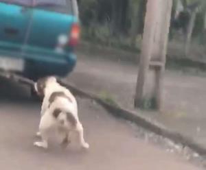 Polícia investiga denúncia contra motorista que amarrou cachorro ao carro em movimento em Ijuí