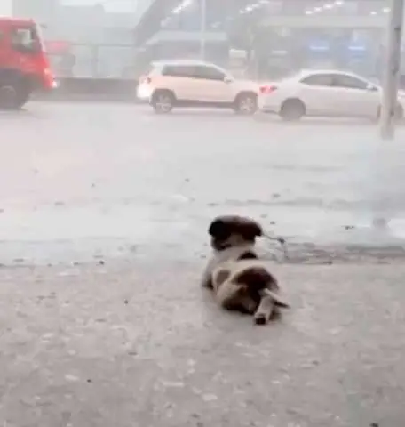 Cãozinho se deita contemplando a chuva caindo em pleno temporal e cena viraliza na web