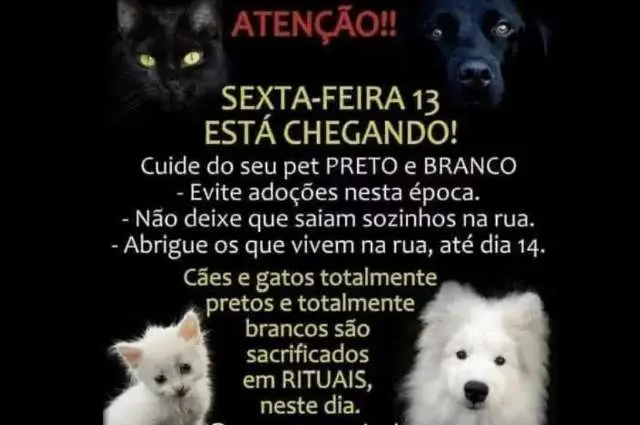 Gatos pretos necessitam de cuidados redobrados na sexta-feira 13