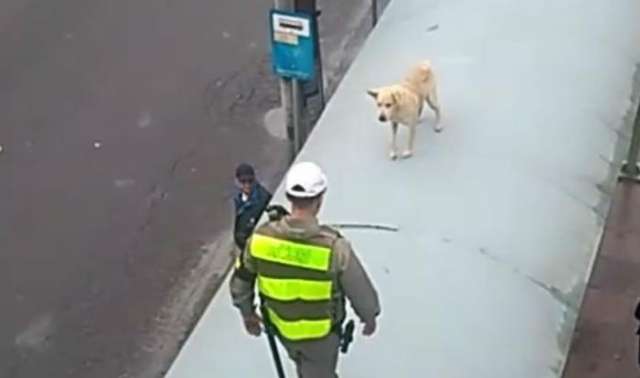 Cachorro sobe em parada de ônibus e é salvo por brigadiano em Porto Alegre