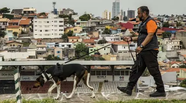 Empreendedor usa drones e cães farejadores para encontrar animais perdidos