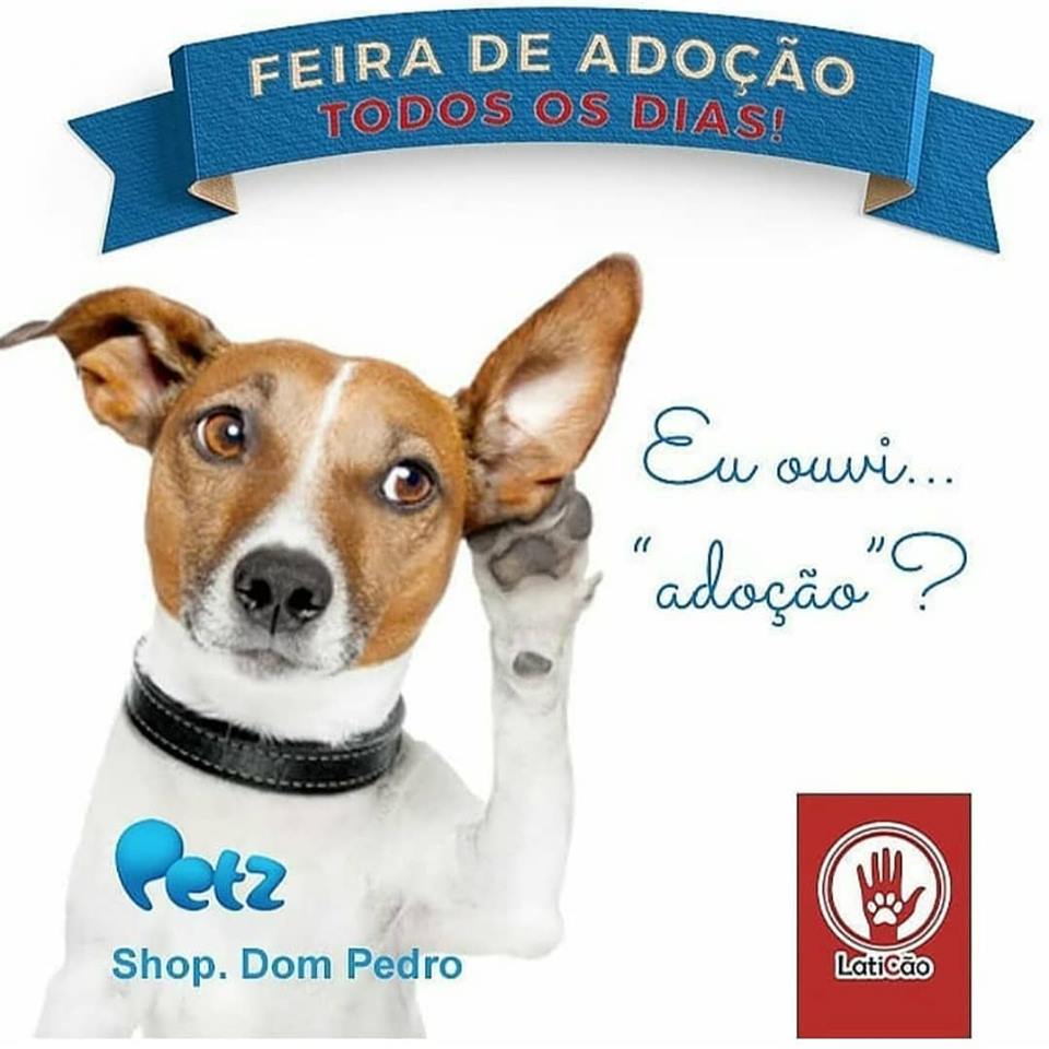 Feira e evento de adoção de cachorros e gatos -  em São Paulo - Campinas