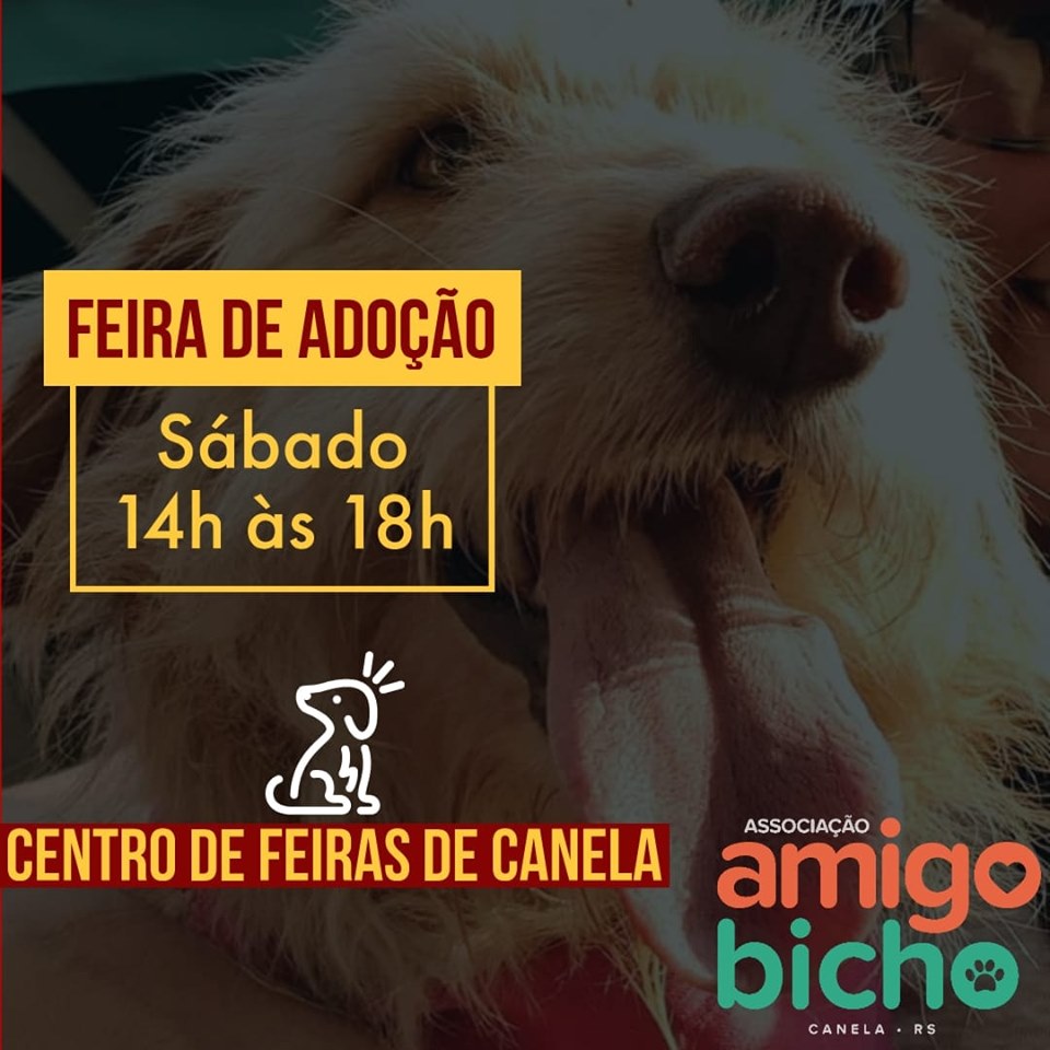 Feira e evento de adoção de cachorros e gatos em Canela - Rio Grande do Sul