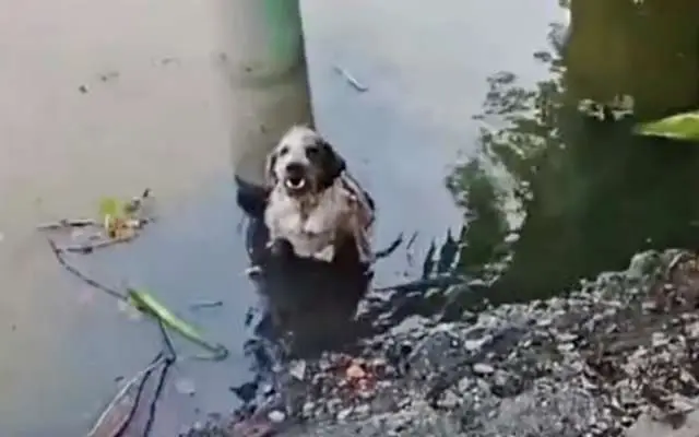 Cadela é agredida e jogada em rio após pedir comida para filhotes