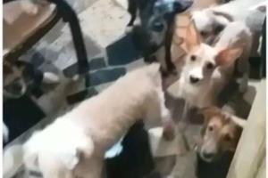 Família matava cachorros e gatos para vender carne em feira