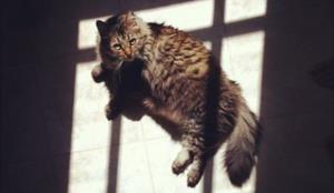 Gato de Prison Break - O felino que viralizou nas redes sociais por soltar os outros animais do abrigo
